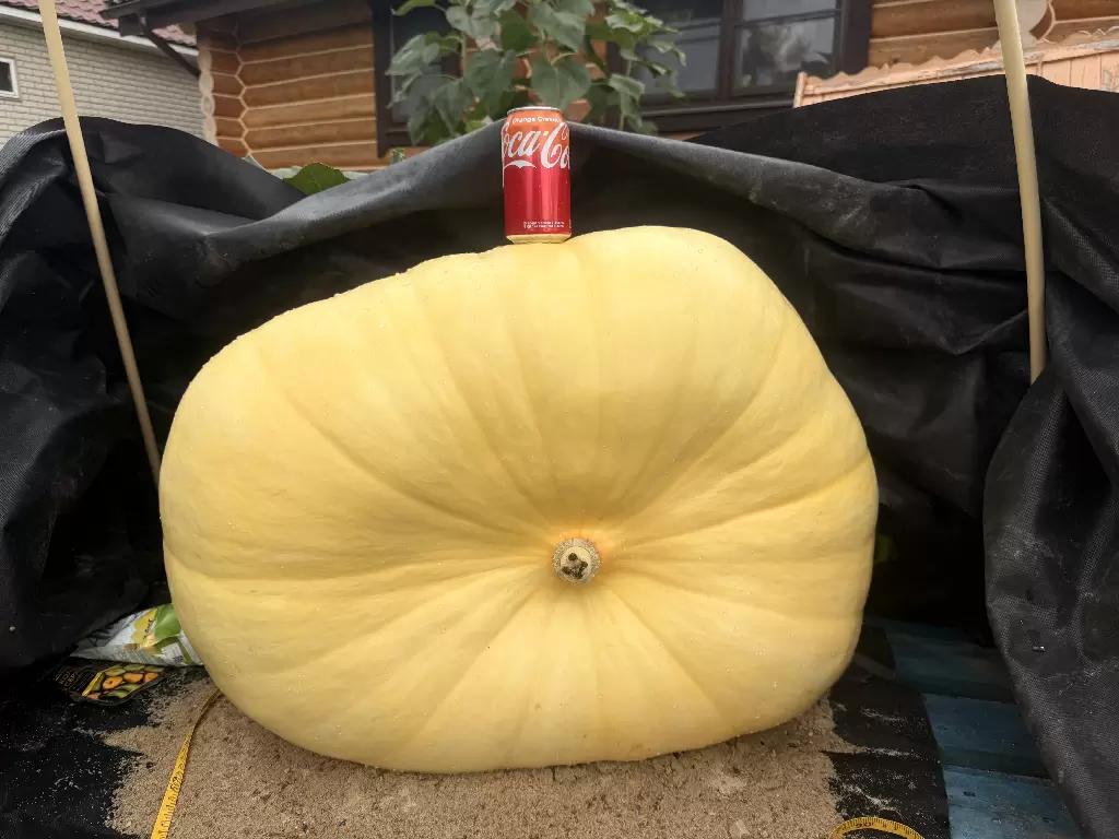 Моя гигантская тыква растет