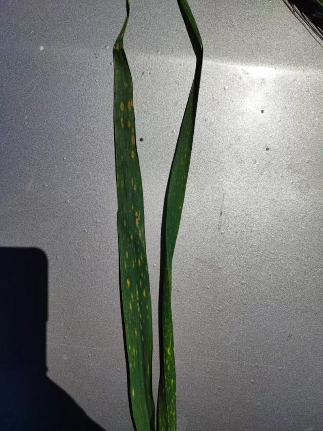 Что за болезнь на пшенице?