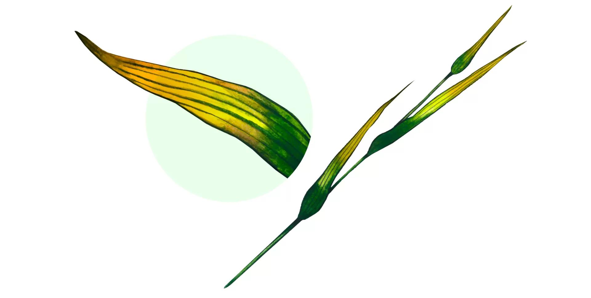 Желтая карликовость ячменя