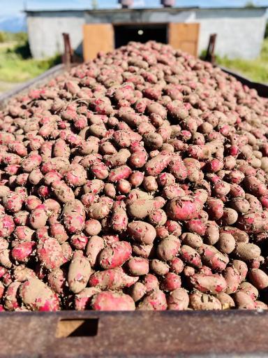 Рэд Скарлетт, урожай 2023. Камчатка