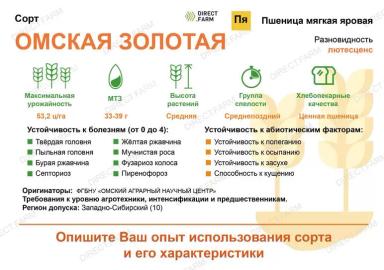 Омская золотая сорт мягкой озимой пшеницы