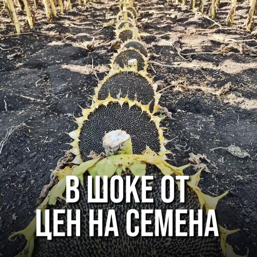 ЭТО ВООБЩЕ РЕАЛЬНО? В ШОКЕ ОТ ЦЕН НА СЕМЕНА ПОДСОЛНЕЧНИКА