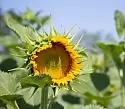 Имми - гибрид подсолнечника ( Helianthus annuus L.). Технология Clearfield®. Среднеранний.