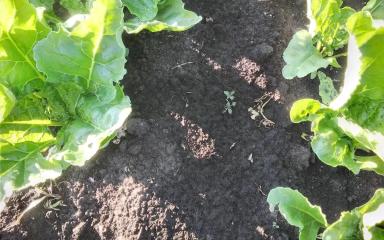 Агромониторинг 