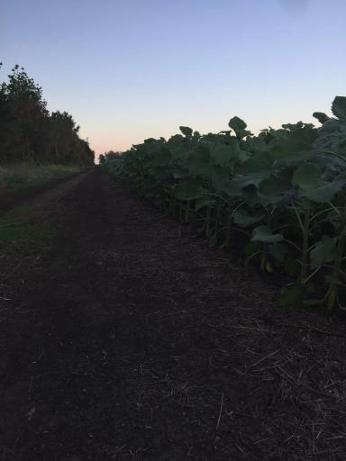 Санай сингента по системе ноу тил 