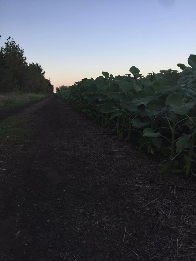 Санай сингента по системе ноу тил 