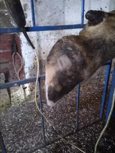 Гипертрофированное копытце