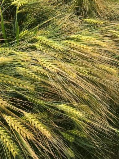 Сорт озимого ячменя Каррера