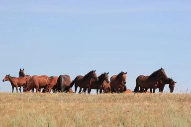Кушумская порода лошадей