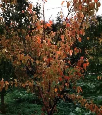 Истощение груши (фитоплазменное заболевание)