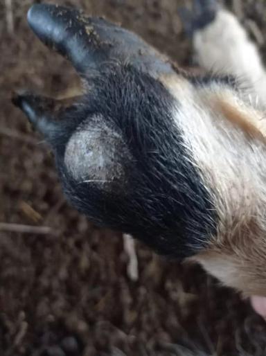 Вопросы из чатов: что у барана на конечности?