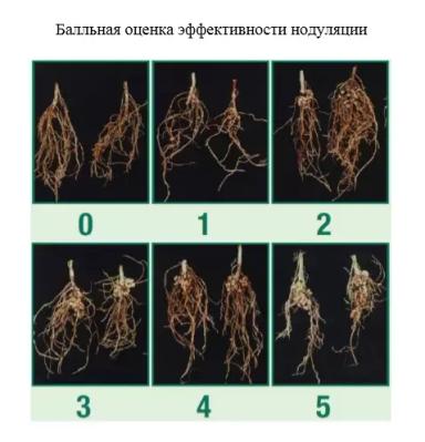 Протравливание семян нута и чечевицы