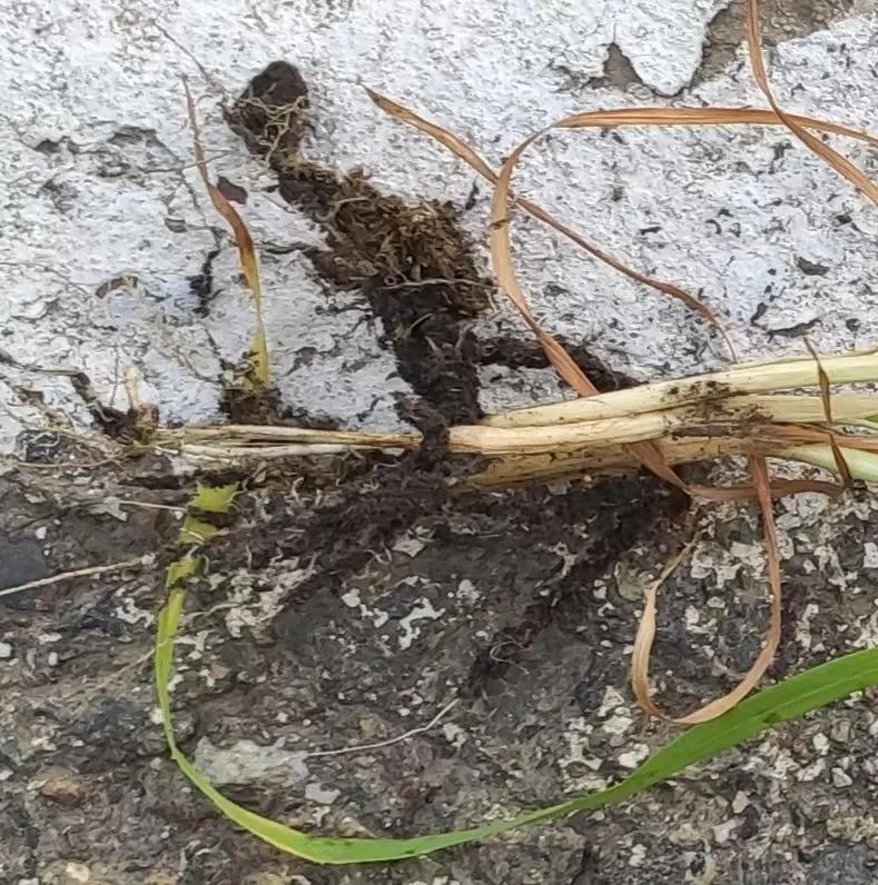 Корневые гнили или норма? (фото)