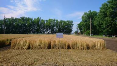 Еремеевна сорт пшеницы шарозерной озимой