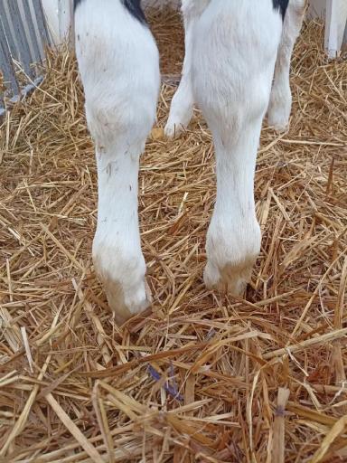 Врожденная контрактура у телят.