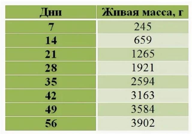 Стар вес. Таблица привеса утки Стар 53. Таблица привеса утки Мулард. Утята Стар 53 таблица привеса. Вес уток Стар 53 таблица.