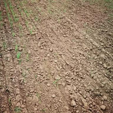 Выпадение всходов пшеницы