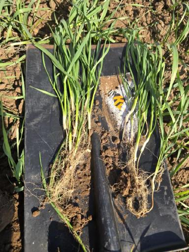 Обработка озимой пшеницы Фуроланом