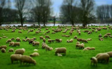 Продаётся Ферма г. Кореновск