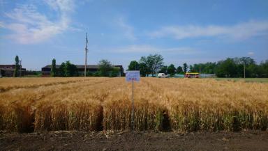 Рубеж сорт ячменя озимого