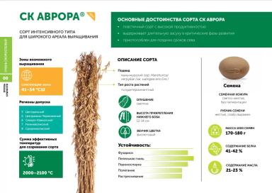 СК Аврора