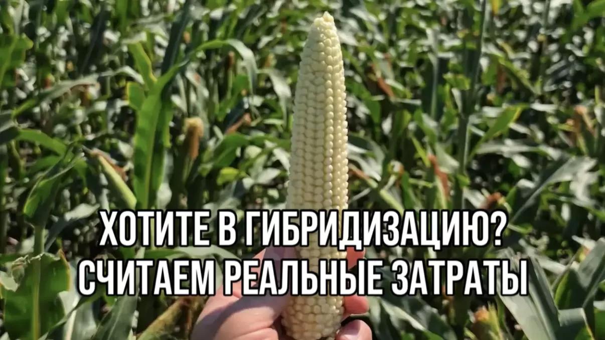 ХОТИТЕ В ГИБРИДИЗАЦИЮ? СЧИТАЕМ РЕАЛЬНЫЕ ЗАТРАТЫ