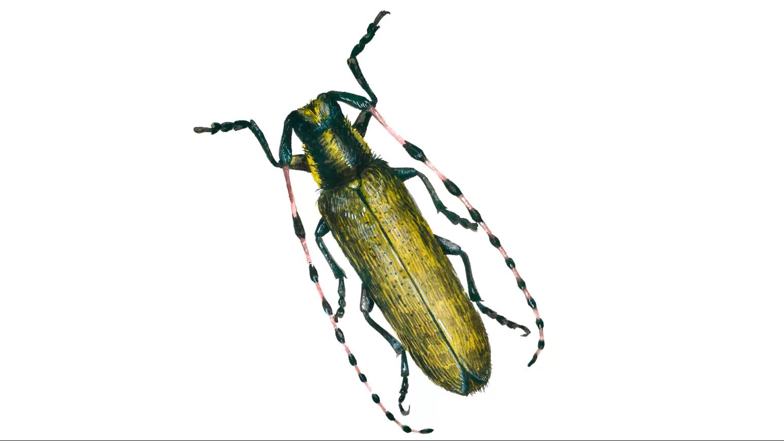 Подсолнечниковый усач