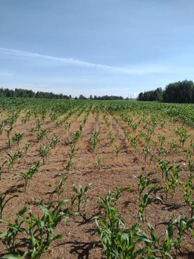 Гербицид на кукурузе