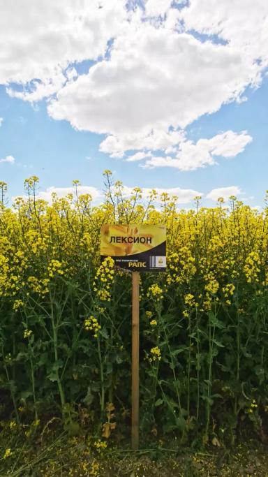 Лексион (LEXION)