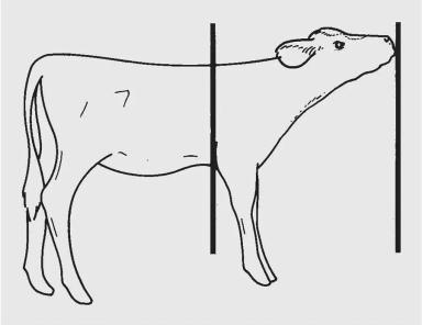 Кормление телят молочных пород. Часть 7. Выпойка слабых или больных телят