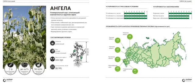 Ангела (ANGELA) сорт гороха посевного