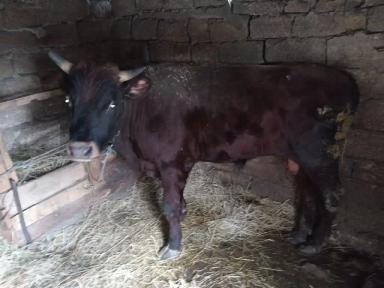 Помощь животновода.