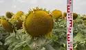 Ирэн ® - гибрид подсолнечника (Helianthus annuus L.).
