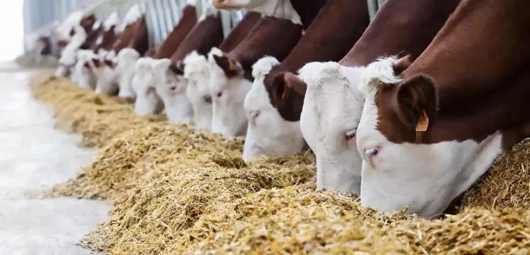 Современные технологии кормления молочного скота