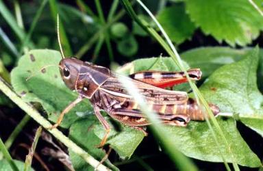 Крестовая кобылка