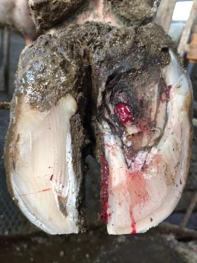 Травматический пододерматит