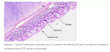 Влияние пыли на здоровье птицы