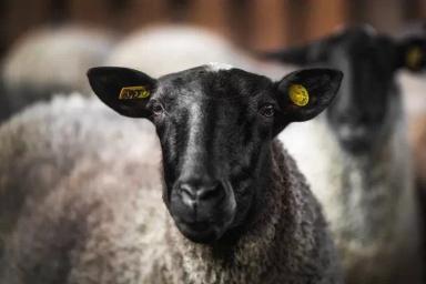 Вопрос-ответ. Что делать, если у овцы после окота нет молока?