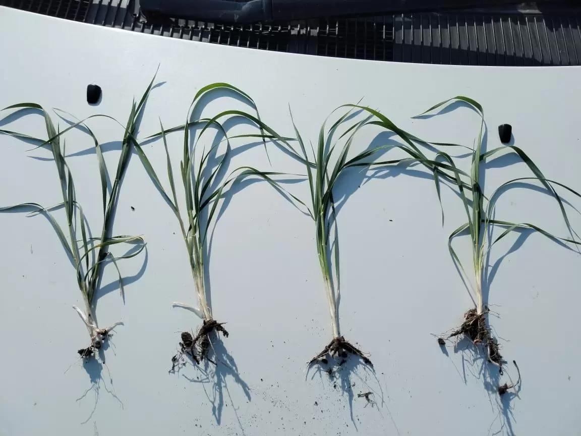 Вопросы из чатов: какая фаза развития?