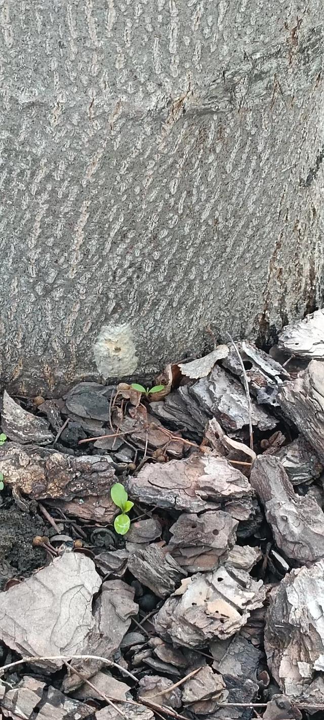 Кладка непарного шелкопряда, все та же липа.