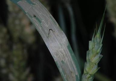 Угроза: Пьявица красногрудая