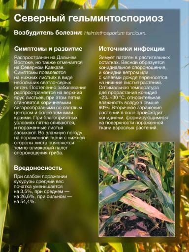 Больше кукурузы в севообороте — выше прессинг болезней 🫣