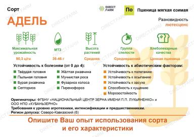 Адель сорт мягкой озимой пшеницы