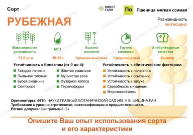 Рубежная сорт мягкой озимой пшеницы