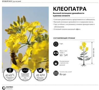 Семена рапса ярового Клеопатра