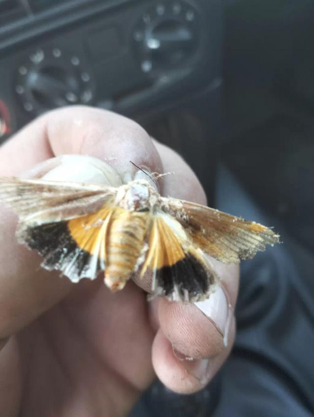 Что за вредитель?