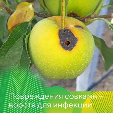 Гнили плодов при хранении