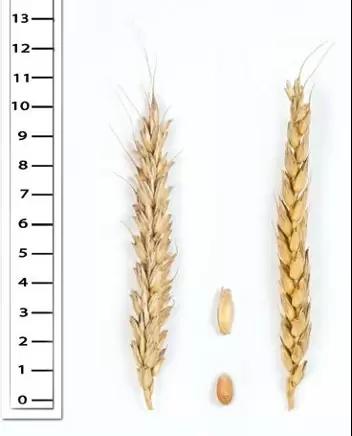 Анка сорт мягкой озимой пшеницы