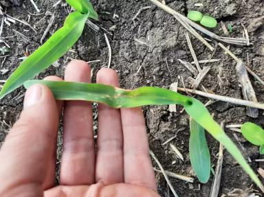 Из-за чего поражения на листьях кукурузы?