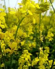 Ниагара ® - сорт яровой черной горчицы  ( Brassica nigra (L.) W. D. J. Koch ).
